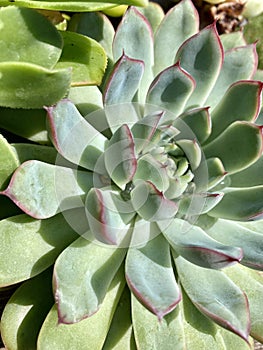Echeveria Succulent Closeup
