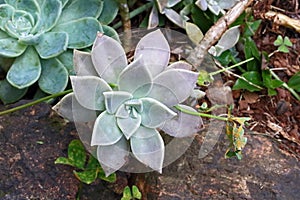 ECHEVERIA SUCCULENT WITH PINK TINGE