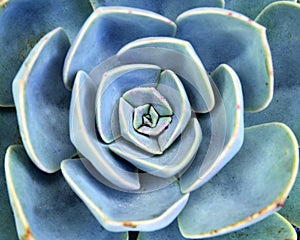 Echeveria succulent plant close up.Abstract floral background.