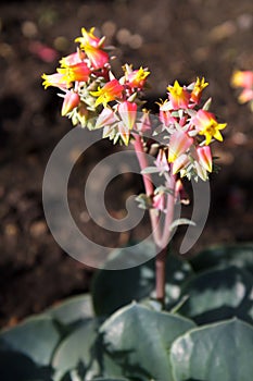 Echeveria succulent plant flowers