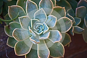 ECHEVERIA SUCCULENT PLANT IN A GARDEN