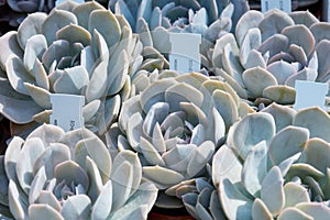 Echeveria, succulent plants with tag in a nursery