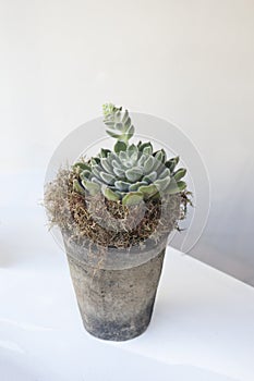 Echeveria succulent rosette in ceramic mug with blurred bright yellow green background copyspace, tray of succulent plants growing