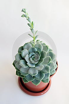 Echeveria - Succulent on white background