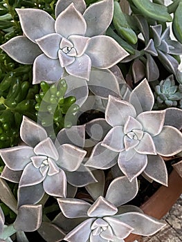 Echeveria Succulent White Gray