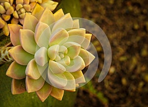 Echeveria At Sunset