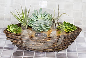 Echeveria and Tillandsia growing in a basket