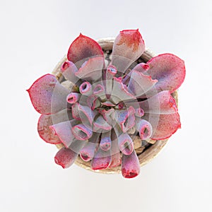 Echeveria trumpet pinky succulent on white, top view