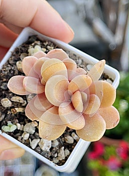 Echeveria Vista Hermosa bifida flower succulent in hand, top view