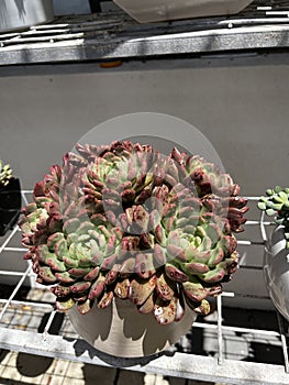 Echeverias are a genus of succulent plants that make up the Crassulaceae family. photo