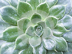 Echeviera Green leaves texture background macro Green plant in the garden close up Relax concept