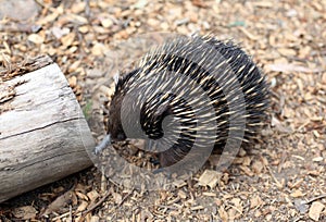 Echidna