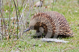 Echidna