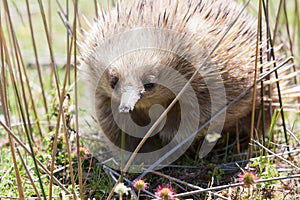 Echidna