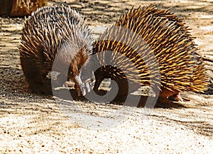 Echidna