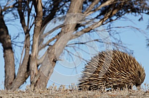 Echidna against blue sky