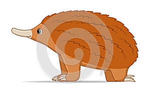 Echidna animal standing on a white background