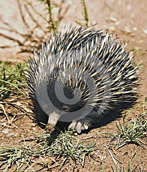 Echidna Anteater