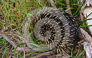 Echidna anteater sleeping near tree branch