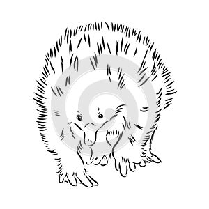 Echidna, Australian animal linear hand drawn illustration. Vector.