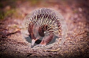 Echidna