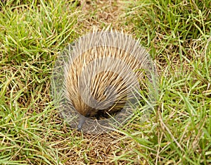 Echidna in the bush