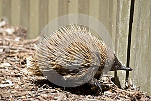 Echidna close to fence