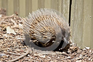 Echidna close to fence