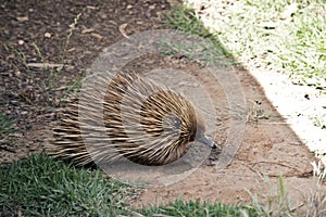 Echidna side view