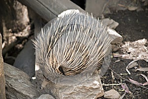 The echidna is digging up ants