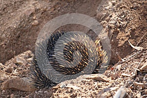 Echidna digs a hole, protected, instinct . Wildlife. Australia.