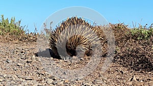 Echidna Eating Ants Nest