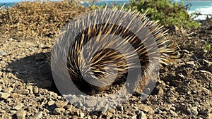 Echidna Eating Ants Nest