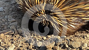 Echidna Eating Ants Nest Close Up
