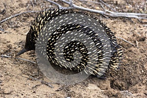 Echidna