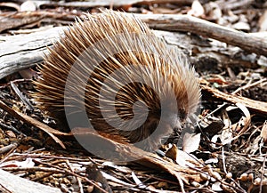 Echidna searching for food