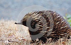 Echidna side