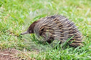 Echidna (Tachyglossidae)