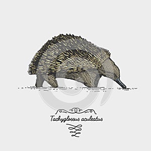 Echidna Tachyglossus aculeatus engraved, hand drawn vector illustration in woodcut scratchboard style, vintage drawing photo