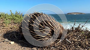 Echidna Walking Along Coastline In South Australia 4K Footage