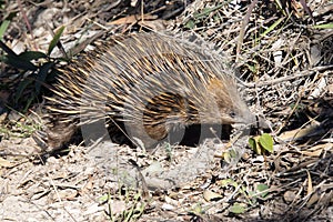 Echidne (Tachyglossus aculeatus) in Australia.