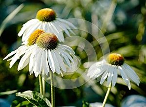 Echinacea photo