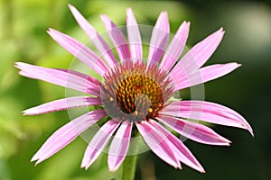 Echinacea