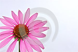 Echinacea