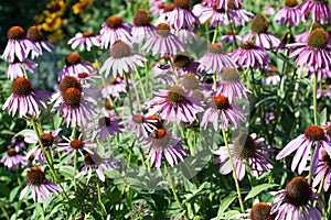 Echinacea