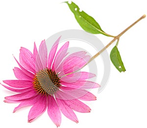 Echinacea