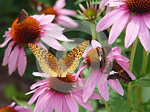 Echinacea