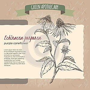 Echinacea aka purple coneflower sketch