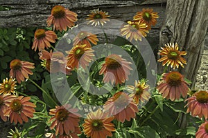 Echinacea Against A Wooden Backdrop photo