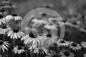 Echinacea B&W